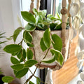 Hoya Plant Live Houseplants, Hoya Live Plant, in 4" Pot, Queen