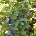 Honeyberry Haskap Live Plant, 4-8" Inch Tall, Honeyberry Plant Live, Cold Hardy Berry Plant for Outdoor Garden and Landscape, No Pot