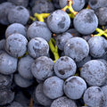 Sweet Grape Vine Plant, Tree Grape Fruit Vine Plant Live, 6-12 Inc Tall