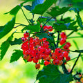 Red Currant Plant Live Well Rooted, 1 Year Bare Root, Red Currant Bush Live Plant 5-9 Inch Height, Currant Berries