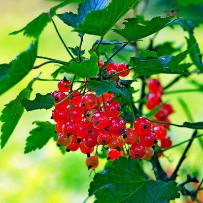 Red Currant Plant Live Well Rooted, 1 Year Bare Root, Red Currant Bush Live Plant 5-9 Inch Height, Currant Berries