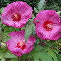 2 Pink Red Hibiscus Plants Live 5-9" in Tall, Hardy Hibiscus Tree Live Plant Year-Round Blooming, No Pot, Outdoor Perennial Planting