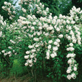 Mock Orange Bush, Philadelphus Shrub Live Plant, Sweet Fragrant Mock Orange Plants Tree Live in Pot, 5-8 Inc Tall