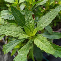 Epazote Live Plant for Planting, Well Rooted Epazote Plants, Perennial Herb for Outdoor Garden 4-8 Inches