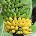 Dwarf Cavendish Banana Tree Live Plant, Outdoor Garden Tree, 6-10 Inch Tall