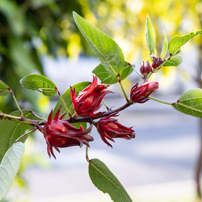 Sabdariffa Roselle Hibiscus Plants 5-8 Inch Tall, Red Sorrel Roselle Hibiscus Flowers for Planting in 4'' Pot, High Yield, Ready to Grow