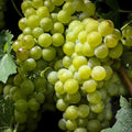 Grape Vine, Grape Plant Live 1-2 Years Old, Sweet Grape Fruit Tree, Very Cold Hardy (Yellow Green Grape)