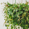String of Turtles Plant Live, Succulent Trailing Vine, Indoor Houseplant Live in Pot