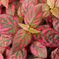 Red Polka Dot Plant, Polka Dot Plant Live Houseplants 3 Inches Pot