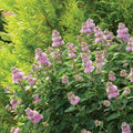 Live Pink Bluebeard Plant Shrub Bush Flower Plant, Caryopteris Plant in 2.5 Inc Pot