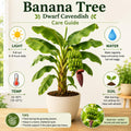 Dwarf Cavendish Banana Live Plant, Sweet Yellow Fruit Tree, 12 Inch Tall