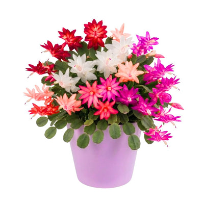 Random Easter Cactus Live Plant, Hardy Perennial Easter Cactus, Vibrant Blooming Spring Cactus, Indoor Houseplant, Flowering Holiday Cactus, 4–6 Inch Tall
