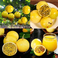 2 High Yield Passion Fruit Plants Live, Yellow Climbing Passion Vine Tree Live Plant for Outdoor Growing, 5-9" in Tall, Fast Growing Perennial Sweet and Edible Fruits