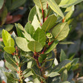 Set of 2 Bay Leaf Plants Live, Bay Laurel Culinary Herb Plants, 5–8 Inches Tall, Fragrant Herb for Indoor or Outdoor Growing