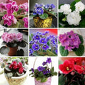 Random Blooms African Violets Live Plants in Pots, Live African Violet Plants House Plant for Indoor Outdoor Décor, 4" Pot, Well-Rooted and Year-Round Blooming