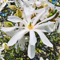 Star Magnolia Tree Live Plant, White Magnolia Shrub Tree Live Plant in 2.5" Pot, 6-12 Inches Tall