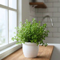 Set 2 Thyme Plants Live, Fragrant Thyme Herb, 5-7 Inches Tall, Compact Herb for Indoor Outdoor Growing