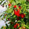 3 Goji Berry Plants Live for Planting, Red Goji Berry Trees Plants Sweet Berry Fruit