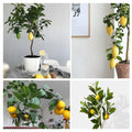 4 Months Old Meyer Lemon Tree Live Plant Seedling Potted, Starter Plant 2 to 3 Inch Tall, Tropical Fruit Outdoor Plant Zones 5-9, Yellow Lemon Lime, Very Hardy, Fragrant Citrus