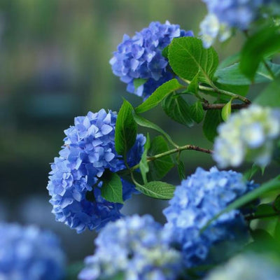 Hydrangea Bush Tree Live Plant, 6 to 12 Inches Tall, Blue Hydrangea Shrub Plant Live Garden