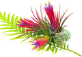 Air Plants Live, 10 Red Tillandsia Air Plants Live Houseplants for Growing Indoors Outdoors, 2 to 3 Inches Tall