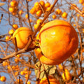 Persimmon Tree Seedling, Fruit Tree, 1-2 Ft Tall