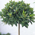 Laurus Nobilis Bay Laurel Tree, Bay Leaf Plant Herb, Sweet Bay Laurel Live Plant for Planting, from 6 to 9 Inc in Tall