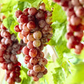Red Flame Grape Vine, 1-2 Year Old, Live Grape Fruit Plant Live, Cold Hardy Grape Tree