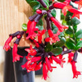 Scarlet-Red Lipstick Plans Live Houseplants in Pot, Aeschynanthus Red Flower Vine Décor Office, Desk Indoor Outdoor Growing