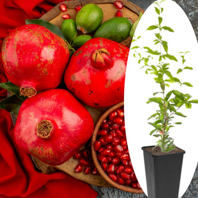 Sweet Red Pomegranate Tree Live Plant Starter Size Seedling in 4" Pot, 1 Year Old Pomegranates Plant for Indoor Outdoor Spring Growing