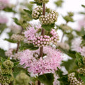 Live Bluebeard Plant Shrub Bush, Caryopteris Plant in 2.5 Inc Pot, Pink