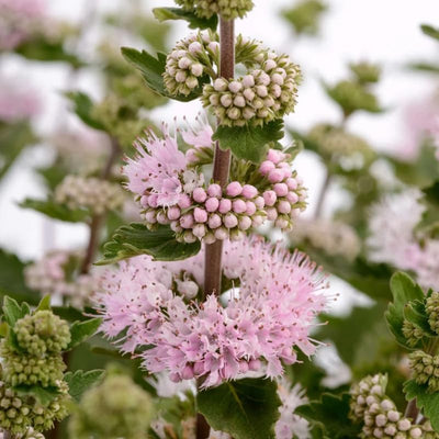 Live Pink Bluebeard Plant Shrub Bush Flower Plant, Caryopteris Plant in 2.5 Inc Pot