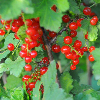 Red Currant Live Plant, 4-7 Inch Tal Potted Berry Plant - Edible Fruit Shrub for Garden, Patio, and Container Growing