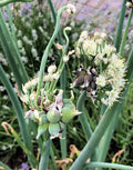 3 Fresh Walking Onion Plant Live for Planting Outdoors, Ready to Plant, 1 Year Old, Well Rooted, Walking Onions Plants
