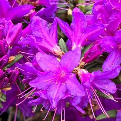 1-2 Ft Rhododendron Plants Live Bush Shrubs in 1 Gallon Pot for Planting, Azalea Bush Ready Plant, Live Rhododendron Plant Azalea (Purple Violet)