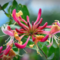 Honeysuckle Live Plant, Fragrant Honeysuckle Vines, Perennial Lonicera Bush for Outdoor Garden 3-6 Inches (Yellow Pink)