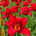 10 Daylily Bulbs for Planting, Daylilies Perennial Bulbs, Annual Flower Bulb for Gardening