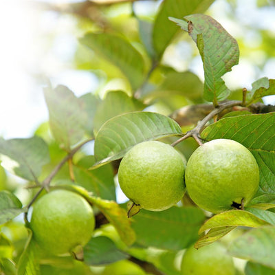 Guava Tree Live Plant 6-9” Tall, Tropical Guava Seedling for Garden and Container Growing (White Guava)