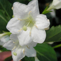 White Weigela Live Plant, 4 Inch Pot Plant for Garden, Weigela Plant for Outdoor Garden