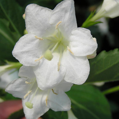 White Weigela Live Plant, 4 Inch Pot Plant for Garden, Weigela Plant for Outdoor Garden