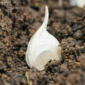 Garlic Bulbs for Planting Garden, Pack 4 Bulbs, Garlic Bulbs for Planting Hardneck Softneck Garlic Seeds