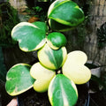 Hoya Plant Live Houseplants, Hoya Live Plant, in 4" Pot, Hoya Kerrii Variegated, Low-Maintenance Indoor Hanging Plant
