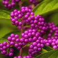 Beautyberry Plant Live, American Beautyberry Live Plant, Flower Bush Shrub Tropical Plants Indoor Outdoor, 5 to 6 Inc in Height
