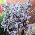 Pink Wandering Jew Live Plant, Pink Wandering Jew Vining Plant, Live Pink Wandering Jew Vine Plant 2.5 Inches Pot for Growing