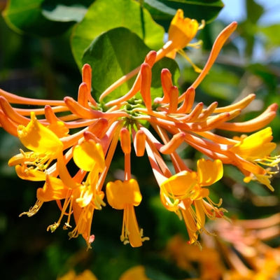Honeysuckle Plant Live for Planting, Lonicera Honeysuckle Vine, Very Hardy, in 2.5 Inc Pot, Fragrant Red Orange Bloom
