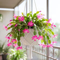 Spring Easter Cactus Plants Live, Holiday Easter Cactus Plant, 2 Inches Pot, 4-6 Inc Tall, Vibrant Flowers, Easy Care Succulent for Indoor Outdoor Growing