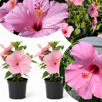 Hardy Hibiscus Plants Live Well-Rooted, Pink Flowers Hibiscus Tree Live Plant for Outdoor Full Sun Spring Planting, 5-9" in Tall, Perennial Growing