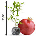 Pack 2 Pomegranate Trees Live Plants Starter from 5 to 10 Inch Tall, Pomegranate Fruit Tree Houseplant Outdoors, Ready to Plant