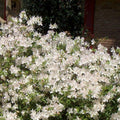 White Reblooming Azalea Rhododendron Plant Live in 4 Inch Pot, Azalea Rhododendron Bush Shrub, Bloom in Spring, Late Summer, Fall Rebloom