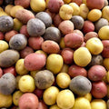 Mixed Color Potato Seeds, True Potato Seeds, 60 Seeds Red Yellow Purple